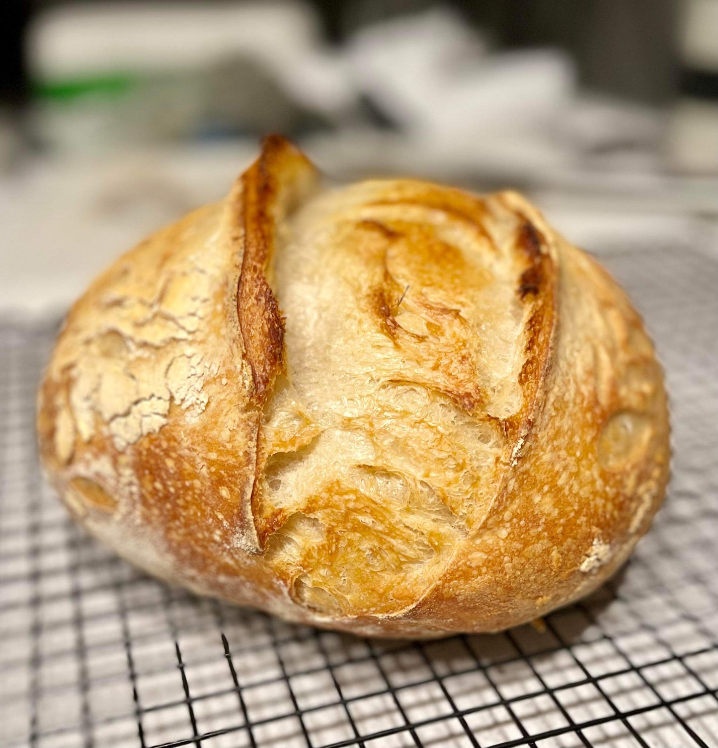 233-Year-Old Certified San Francisco Sourdough Starter (Local Pickup in Fargo)