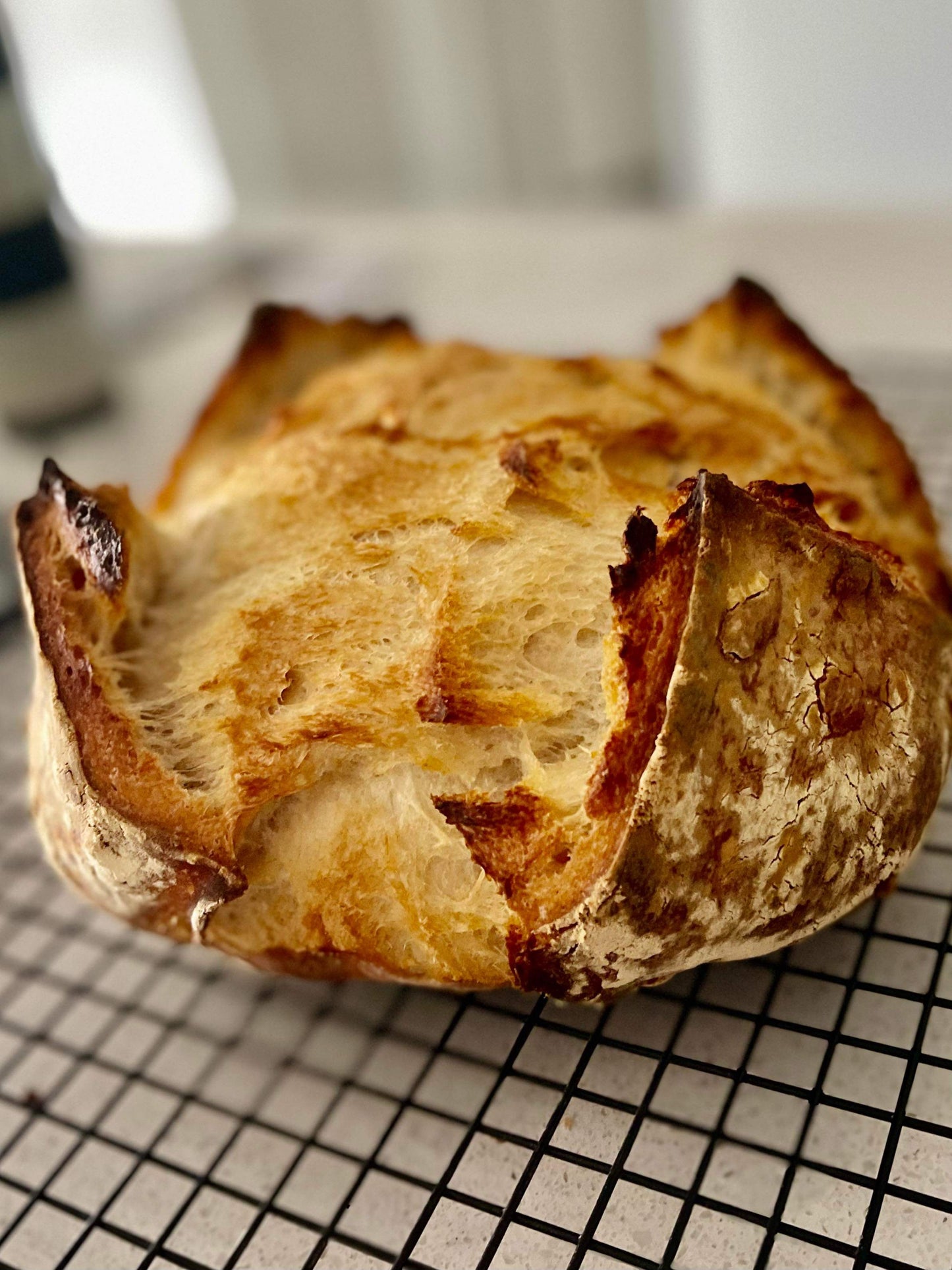 233-Year-Old Certified San Francisco Sourdough Starter (Local Pickup in Fargo)